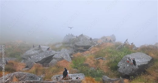 Atlantic puffin (Fratercula arctica), on the rock on the island of Runde (Norway).
