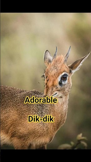 Dik-Dik Facts: The Tiny Antelope of Africa 🌿🦌 #entertaininganimals #zooquick #deepsea