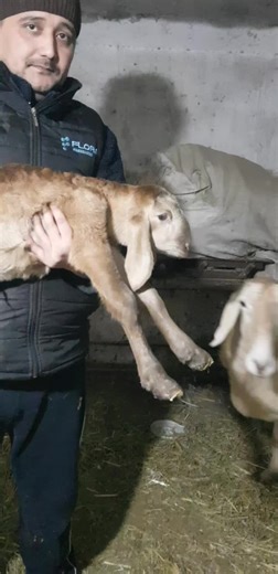 QORA DELFIN (@qora_delfin7)’s videos with оригинальный звук - QORA DELFIN