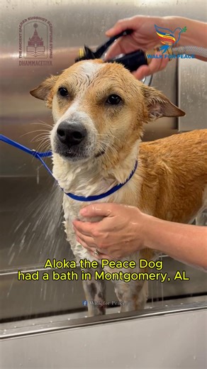 1M views · 60K reactions |  Aloka the Peace Dog enjoyed a bath in Montgomery, AL on Day 58 - 12/22/2025. We would like to express our sincere gratitude to Jennifer from Pinnacle Pet Transport and Elizabeth from Gypsy Poodle Mobile Grooming for their professional care and kindness. ------------------- May you and all beings be happy and at peace.  #AlokathePeaceDog #WalkForPeace #Dhammacetiya | Walk for Peace | Facebook