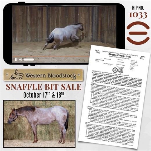 #1033 Bingos Fiddlin Star ⭐ 3/17/2024 red roan filly (Fiddle And Steel - Reys Stressin Melody, by Reys Dual Badger) 6-Panel N/N Catalog page can be found here---> https://tinyurl.com/2unb9wbc A half-sister to ONE TIME MELODY ($42,447: finalist Run For A Million RCH Challenge Open, 6th NRCHA World Open Two-Rein) and out of NRCHA Open Hackamore Class Reserve Champion REYS STRESSIN MELODY ($52,226), a half-sister to HIGH STRESSIN CAT ($146,695: 4th NRCHA Open Futurity). This family is stacked with 