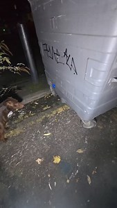 5.2K views · 23K reactions | Head crunch done !! #rollothepatterdale #patterdaleterrier #rattingdog #ratting #rattingwithterriers #pestcontrol #Essex #kent #london #workingdog #dogsofinstagram #ratsofinstagram #terrier #rathunter #vermin #bin #rat #dog #farm #rodent #park #redratassassin #haters | Billy Burroughs | Facebook