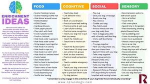 Entertaining your cockapoo