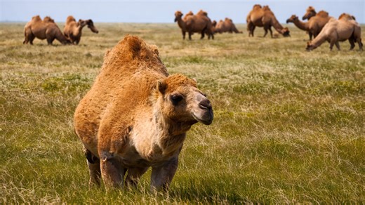 Australia has wild camels and it’s surprising