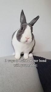 I get a lot of messages asking me how I built a special bond with Chester. Of course every rabbit is different. Being a prey animal, rabbits are naturally scared. But here are some of the best ways to bond with your rabbit: - Get down on their level. Remember, they are prey animals. They feel most comfortable at their level, meaning the floor. Just sit on the floor with them or lay down and let them approach you. - Play games with them. They love to toss toys around. Take stacking cups and place