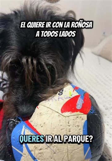 Charlas técnicas sobre perros y comportamientos