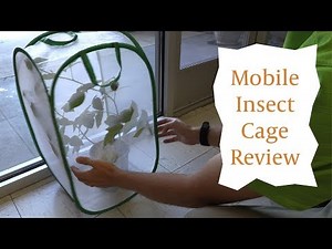 Pop Up Insect Rearing and Observation Cage Review