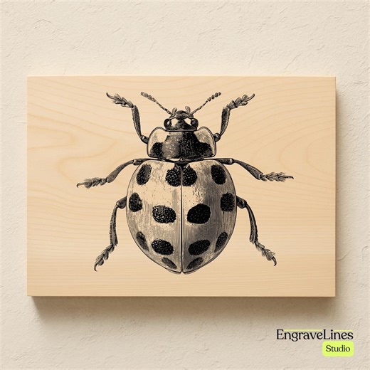 Ladybug Engraving Design | Vintage Beetle Illustration (SVG PNG JPG) - Etsy