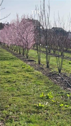 Kirschpflaumenbaum #deutschland #nature #farming #subscribe #tree #plum #travel #farmer #cherry