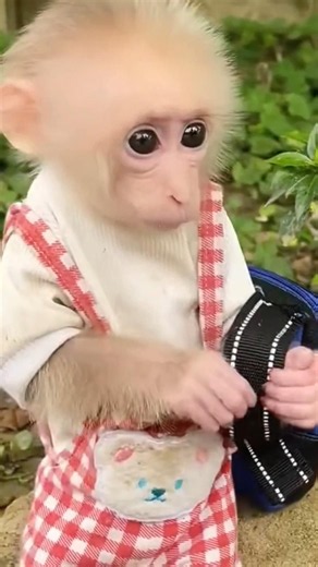 Baby Monkey Lala Ki Choti Choti Walk Ne Sabka Dil Jeet Liya! 🥹🐵❤️