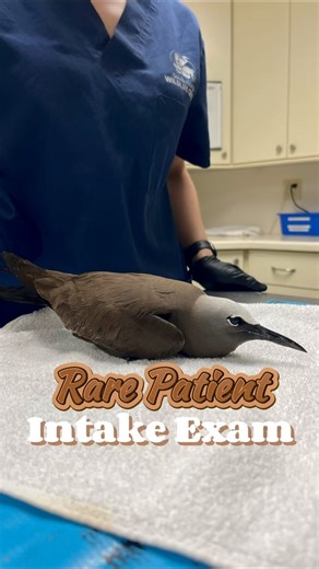 Brown Noddy Intake Exam ⚠️ This rare patient was discovered off the coast of Florida by boaters who noticed it struggling in the water. Thankfully, they acted quickly and brought the bird to the Pompano Beach Pier, where our rescue volunteer was waiting to transport it safely to our center. Once admitted to our hospital, our veterinary team performed a full intake exam to uncover the cause of its condition. Fortunately, no injuries or fishing hooks were found, just signs of overall weakness and 