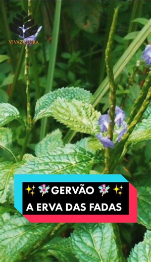 Gervão 🧚🏻‍♀️🧚🏻‍♀️🧚🏻‍♀️ Nome científico: Stachytarpheta cayennensis #fada #fadas #mitologia #historias #flora #curiosidades #nature #medicinal #natural #natureza #cha #ervasmedicinais #cultivo #jardin #flores #fadamadrinha #gervao #stachytarpheta #verônica