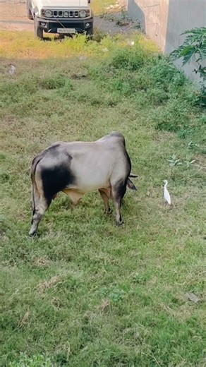 #commensalism#polulation interaction#one neutral and other one getting benifits ♥️