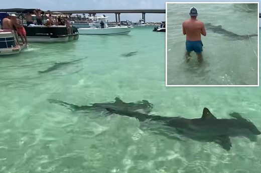 Hammerhead sharks circle boaters, swimmers on Gulf Coast: video