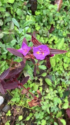 【高知ポケふた巡り④ 星ヶ丘公園 ヒメノボタンの里 高知県幡多郡三原村】＃四国旅行＃マンホール＃ポケふた巡り＃旅行ガイド＃激安旅行＃車中泊＃高知#nintendo#pokemon＃ヒメノボタン