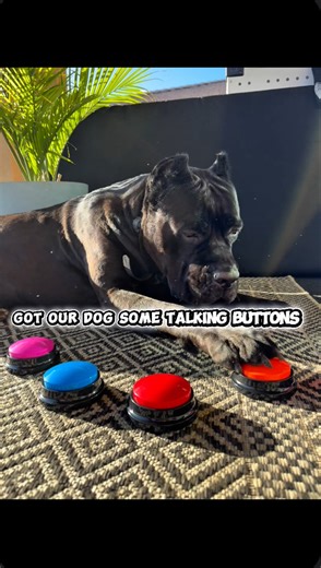 Give me a list of words you think I should learn first! 😏 #BigBane #Banethedog #canecorso | Raising Bane