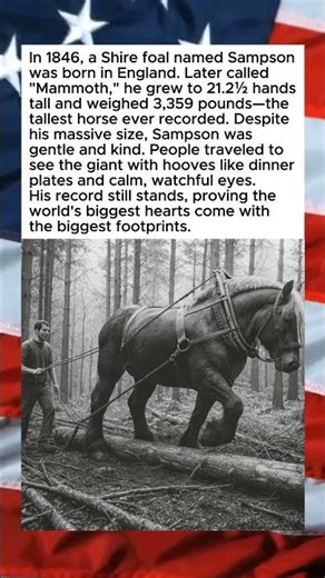 WORLD'S TALLEST HORSE HAD GENTLEST HEART🥹🫶