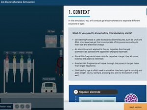 Equity and access are incredibly important for inspiring and supporting future scientists. We wanted to create a way for learners to practice lab techniques online - no matter what resources they have access to offline. Check out the Gel Electrophoresis simulation and many others, all available for free on @LabXchange. http://ow.ly/ckk250xWfcB | LabXchange