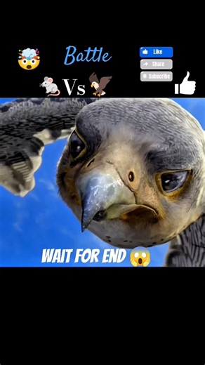 stuart little vs eagle fight 😱