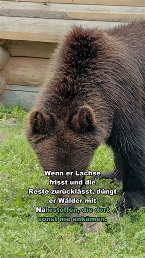 Why Europe Pushed Out the Brown Bear #Shorts