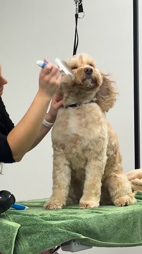 I want to share something important about drying dogs, especially for anyone who wonders why our grooming appointments take a bit longer. This isn’t a dig at other groomers at all everyone works differently, and many do amazing work. But in my salon, and in the way I teach, I focus on creating a more relaxed drying experience. I see a lot of dogs become stressed when a high-powered blaster is used directly on their face. It’s loud, it’s intense, and if we’re honest… most humans wouldn’t enjoy th