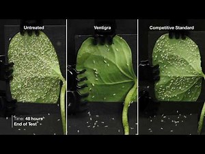 Ventigra® Insecticide - Adult Whitefly Time Lapse