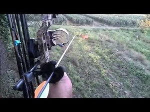 Chasse aux chevreuils a l'arc (Affût)