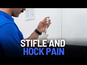 Equine Lameness Exam and Joint Injections | Stifle and Hock Treatment