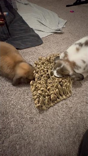 The way they bury their heads😆 #bunnies #rabbits #cuteanimals