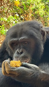 Breakfast time at Tacugama 🙌 Every morning all the 121 chimps get a tasteful addition to their basic diet of fruit and veggies: bulgur balls. Full of protein to give them energy and strength💪 The bulgur balls (at least 170!) are prepared every morning by our dedicated staf. #WildlifeProtection #Conservation #SaveOurPlanet #EndangeredSpecies #ProtectWildlife #WildlifeConservation #WildlifeRescue #Biodiversity #NatureConservation #SaveWildlife #ChimpanzeeConservation #GreatApes #SaveChimps #Fore