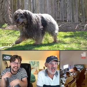 Wolf-Dog Hybrid is a VERY Difficult Groom | Tucker Reacts