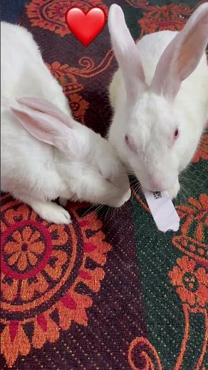 #rabbit#Love Story 🐇💕 | Cute Bunny Moments That Will Melt Your Heart # #pets #bunny #cute