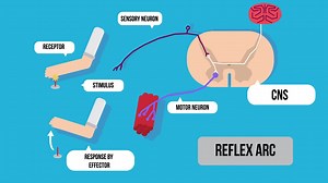What is a Reflex Arc - Biology for All - FuseSchool