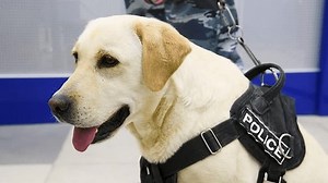 Police dog with armed police on duty carries out law enforcement, search for weapons, drugs and explosives