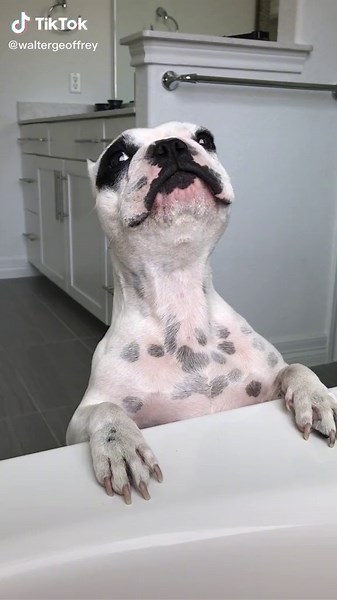Inquisitive Walter: A Dog's Curiosity Captured