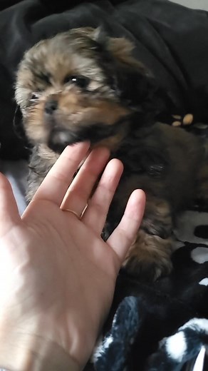 **Discover Your New Best Friend – Free Dogs and Puppies for Adoption!** Are you ready to open your heart and home to a lovable furry companion? We have a wonderful selection of dogs and puppies looking for loving families — all available for free adoption! Whether you're seeking a playful puppy, a loyal adult dog, or a gentle senior, you'll find the perfect match here. Our pets come from caring backgrounds, are vaccinated, vaccinated, and ready to bring joy and unconditional love into your life.