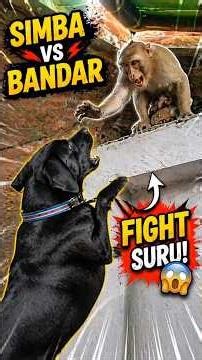Simba Vs Bandar 😱 Ghar Mein Jung! #shorts#SimbaVsBandar #DogVsMonkey #FunnyShorts #ViralShorts