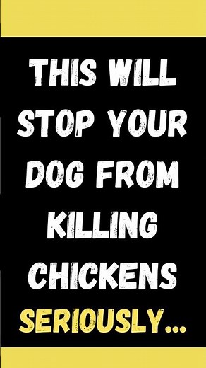 Professional Dog Trainer Stops Dog from Killing Chickens! | How to Stop a Dog from Killing Chickens
