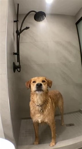 Adorable Dog in the Shower Moments