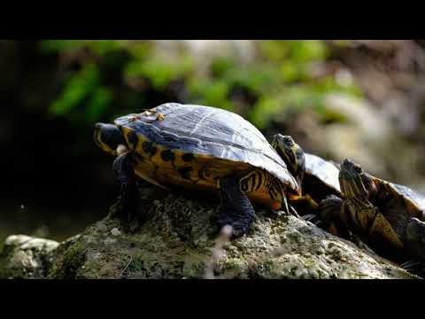 BUY OUT RIDDIM MIX 2025 BY DJ KING HUNTER 👑🇰🇪