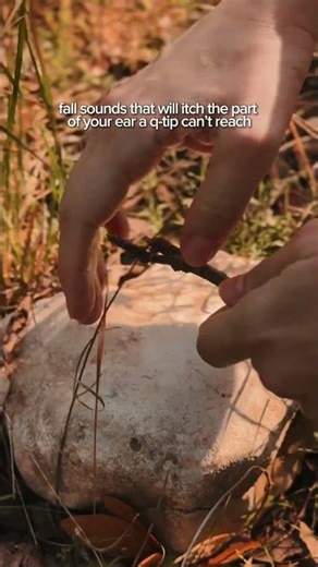 Fall ASMR Pure Nature Sounds 🍂