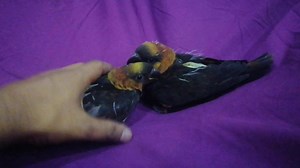 Dusky lorry local breed hand feed chicks looking for new shelter for detail Call SmS or whatsaap 03332279021 or 03139255506 Cagro service Nationwide. | Bird Zone Karachi