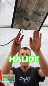 26 reactions · 3 comments | METAL HALIDES GROW PLANTS! What are your thoughts? They give you everything that your plants need to thrive. TANK ON! #light #aquariumlight #aquariumlighting #lighting #metalhalide #halide #aquarium #rap #rapping #ryhmes #ravemode #rave #thebest #howto #lights #greenhouse #greenhouses #fishtank #fishtanklight | Dustin's Fishtanks | Facebook