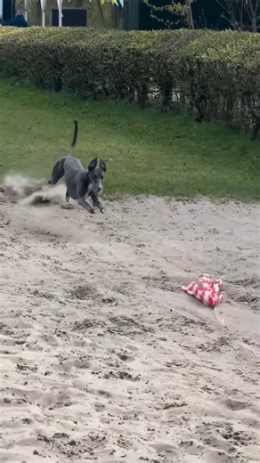 Texas Speed! ⚡️ Unleashing the Fastest Sighthound#sighthound #dogshorts