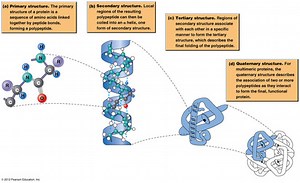 biomolecules