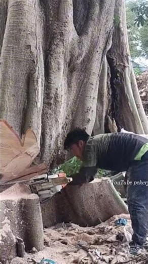 technique for removing a machine stuck in a large tree when cutting down a tree #shortvideo