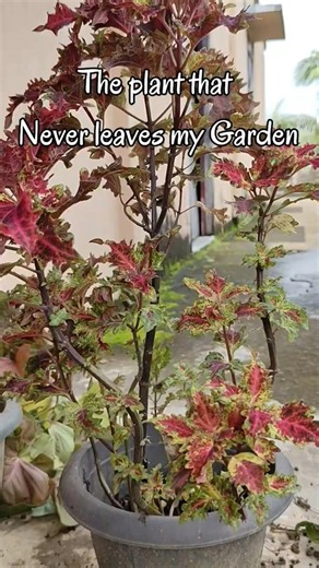 One Coleus Plant Turned Into Many.#coleusproagation#Gardening#plants #coleusplantcare #gardenlife
