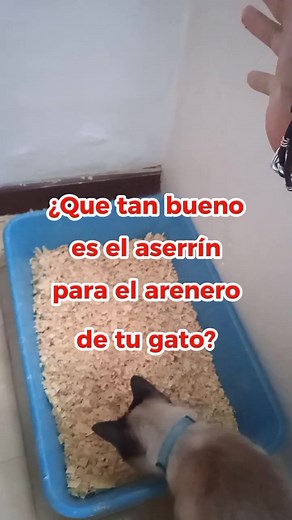 Alternativas al aserrín para el arenero de tu gato