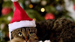 Santa's cat.Funny cat in a Santa Claus hat on a shimmering Christmas fir background.Santa's pet. Christmas for pets. High quality 4k footage