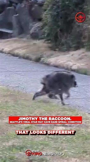 Seattle's newest celebrity: Jimothy. 🦝✨ This unusually shaped raccoon has taken over the internet with his compact frame and sky-high head. Neighbors say he looks